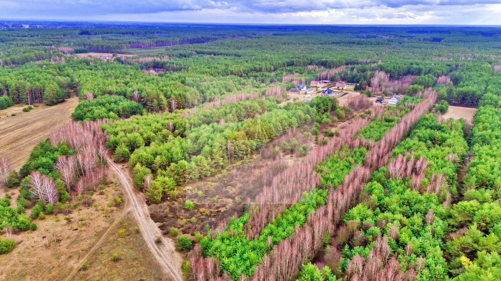 Działka Sprzedaż Kalinowo 19